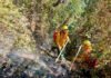 TRATAN DE APAGAR INCENDIO EN SANTUARIO DE MAPI